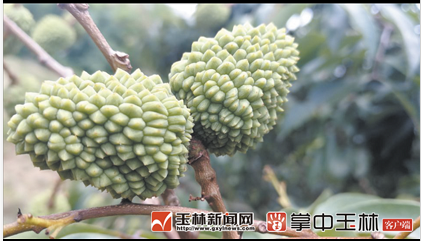 微信截图_20180525082245.png